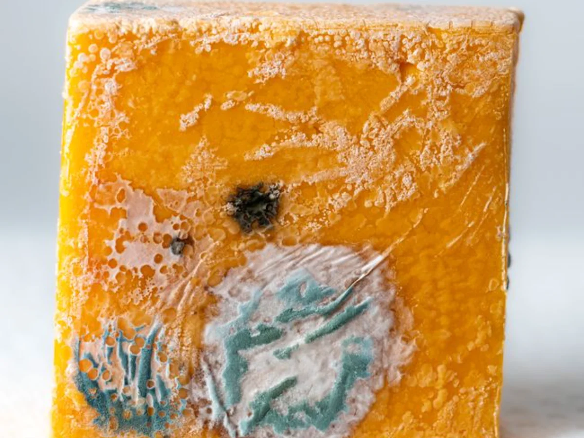 Pecorino Romano DOP Cappato Nero 2